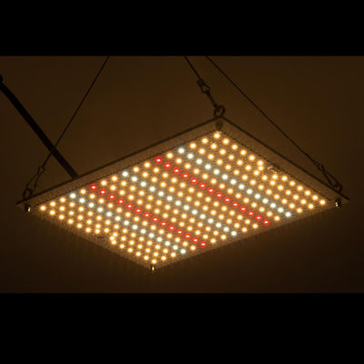 Hidrocultivo de RikoLite 100W 277vac llevado para crecer el tablero 167.3umol/S de Quantum de las luces